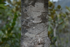 Agathis ovata