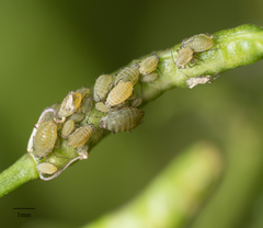 Lipaphis pseudobrassicae