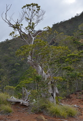 Arillastrum gummiferum