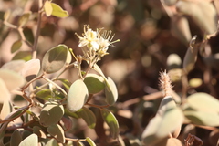 Capparis nummularia