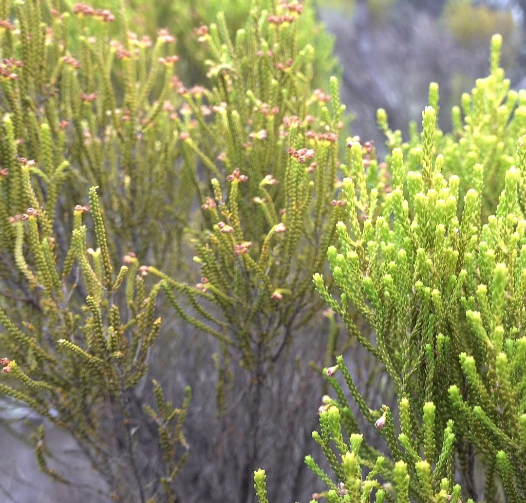 Erica comorensis