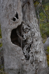 Arillastrum gummiferum