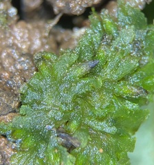 Notothylas orbicularis