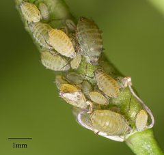 Lipaphis pseudobrassicae