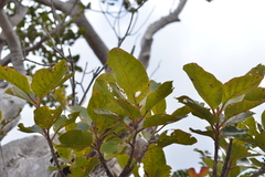 Arillastrum gummiferum