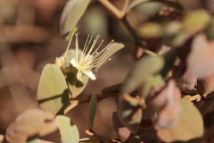 Capparis nummularia