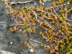 Crassula sinclairii