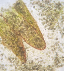 Notothylas orbicularis