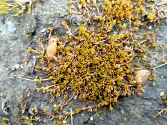 Crassula sinclairii