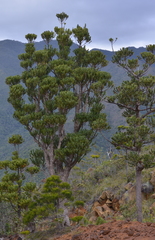 Agathis ovata