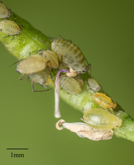 Lipaphis pseudobrassicae