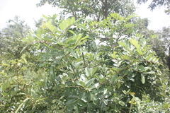 Zanthoxylum zanthoxyloides