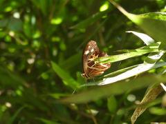 Oxeoschistus tauropolis tauropolis
