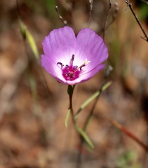 Clarkia arcuata