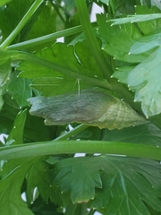 Papilio polyxenes
