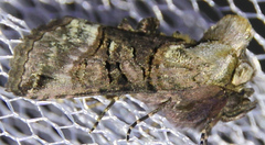 Abrostola tripartita