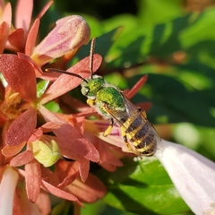Agapostemon virescens