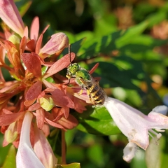 Agapostemon virescens
