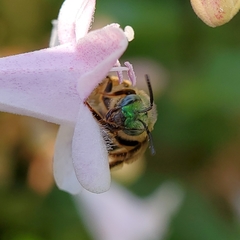 Agapostemon virescens