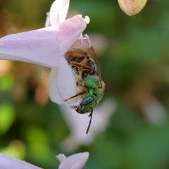 Agapostemon virescens