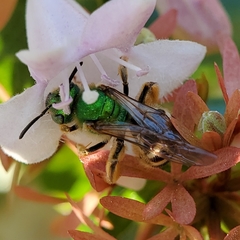 Agapostemon virescens