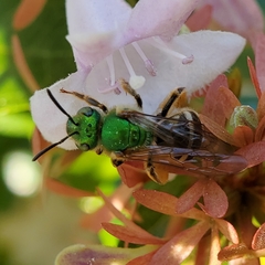 Agapostemon virescens