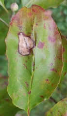 Parallelodiplosis subtruncata