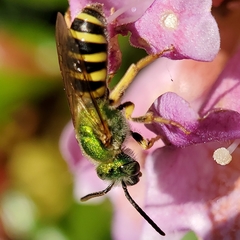 Agapostemon virescens