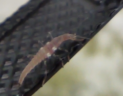 Hemerobiidae