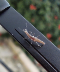 Hemerobiidae