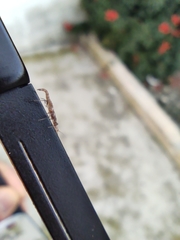Hemerobiidae