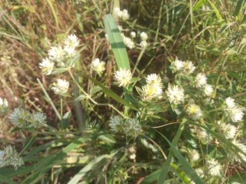 Gomphrena celosioides image