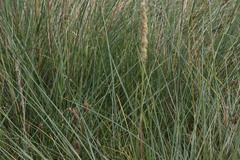 Juncus inflexus