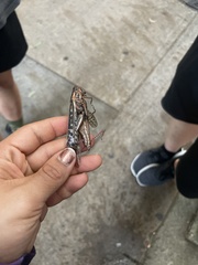 Schistocerca americana