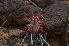 Drosera neocaledonica