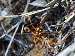 Sphictostethus gravesii