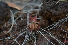 Drosera neocaledonica