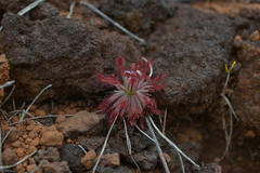 Drosera neocaledonica