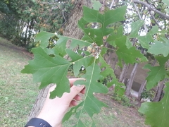 Quercus macrocarpa