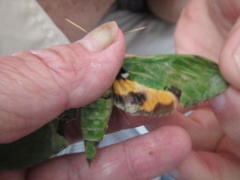 Euchloron megaera