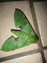 Euchloron megaera