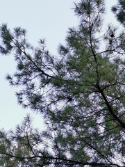 Pinus herrerae