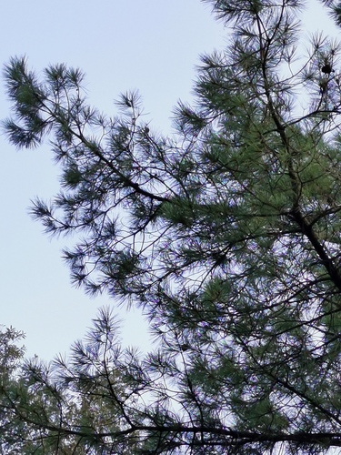 Herrera's pine (Pinus herrerae)