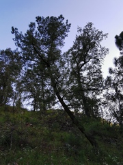 Pinus herrerae