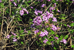 Lantana megapotamica