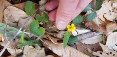 Viola eriocarpa