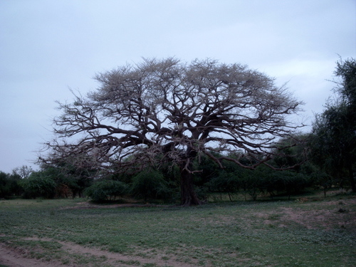 Ana tree