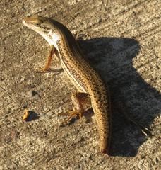 Trachylepis depressa