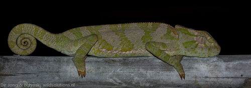 Graceful Chameleon