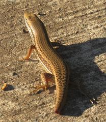 Trachylepis depressa